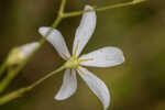 Shortleaf rose gentian